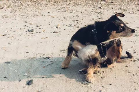 Hund sitzt am Strand und kratzt sich