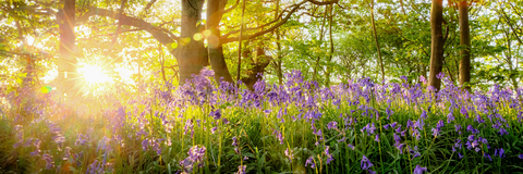 Blumen im Wald